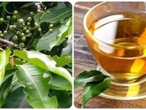 Nên uống nước lá vối khô hay tươi?