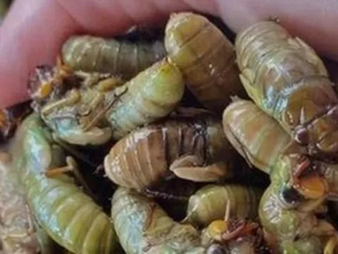 Cấp cứu khẩn lúc nửa đêm sau khi ăn ve sầu