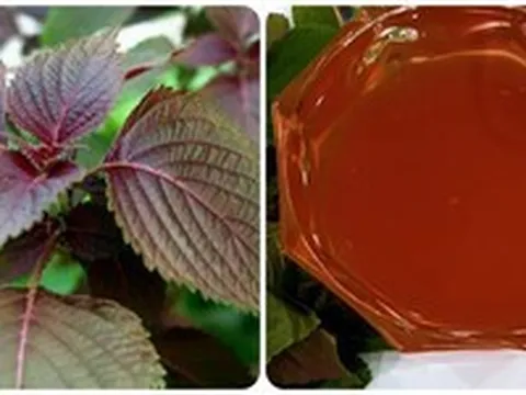 Những người không nên ăn nhiều lá tía tô