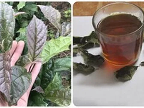 Những người không nên uống nước lá xạ đen