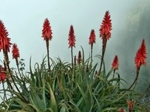 Cây thuốc quý mọng nước, mềm mịn như thạch: Nhà nào có vài chậu quý ngang vàng mười