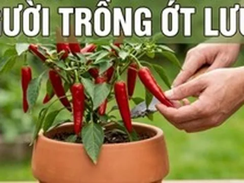 Lời khuyên chân thành dành cho những người đang trồng cây ớt