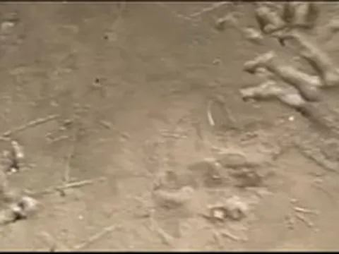 Bờ sông xuất hiện hàng loạt dấu chân lạ, chuyên gia vừa nhìn liền phác họa: "Quái thú" có thể dài 4 mét