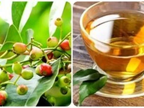 Bài thuốc chữa bệnh từ lá vối
