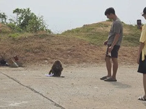 Khỉ tấn công du khách ở cung đường ven biển đẹp nhất Đắk Lắk, 5 người nhập viện
