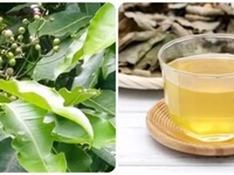 Nước vối tốt cho sức khỏe nhưng những người này nên hạn chế uống