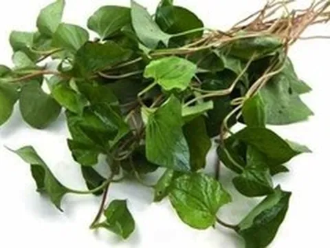 Rau diếp cá: 'Thần dược' trị bệnh trĩ và bí quyết làm đẹp tại nhà