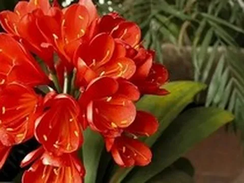 8 lời khuyên dành cho những gia đình đang trồng lan quân tử