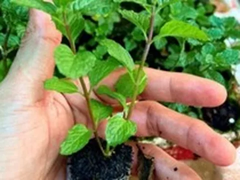 Lời khuyên đến những gia đình đang trồng cây rau húng
