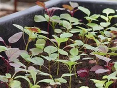 4 loại rau nên trồng trong tháng 5: Chỉ 20 ngày là được thu hoạch
