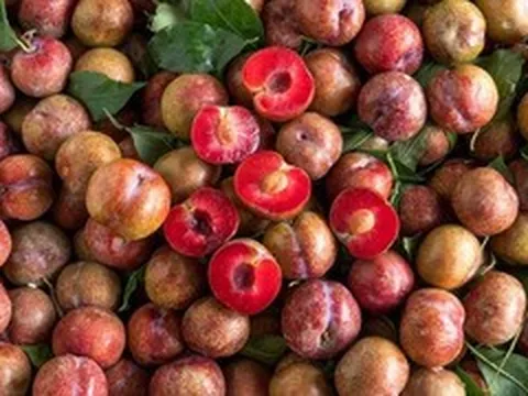 Mận đang vào mùa, 5 nhóm người nên hạn chế ăn vì không tốt cho sức khỏe