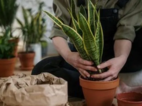 9 lý do vì sao bạn nên trồng 1 cây lưỡi hổ trong nhà