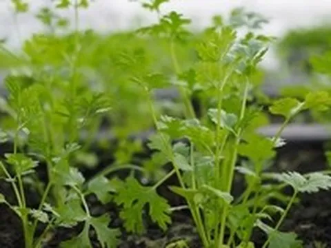 Lời khuyên đến những gia đình đang trồng rau mùi (ngò rí)