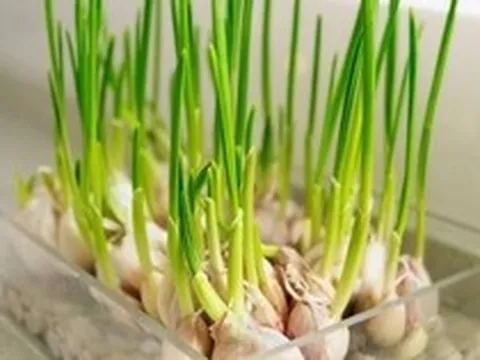 Lời khuyên đến những gia đình đang trồng tỏi