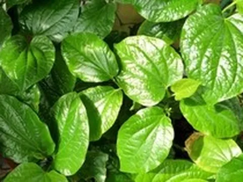 Lời khuyên đến những gia đình đang trồng cây lá lốt
