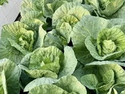 Lời khuyên dành cho những gia đình đang trồng bắp cải
