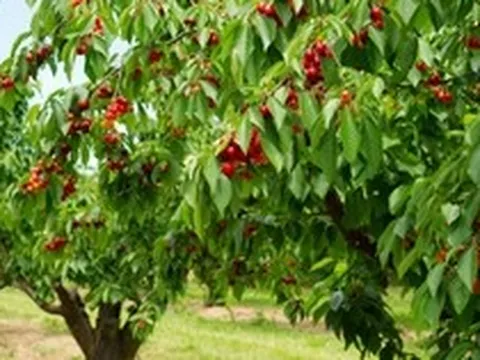 5 loại quả ngọt lịm nhưng lại giúp kiểm soát đường huyết, ngăn ngừa tiểu đường: Việt Nam rất sẵn