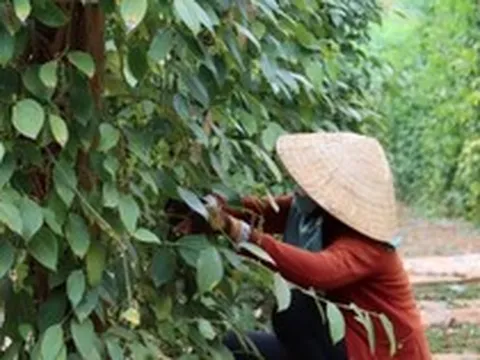Cây thuốc quý của Việt Nam được Mỹ đánh giá cao, trả nhiều tiền mua về, hóa ra là “vàng mười” cho sức khỏe
