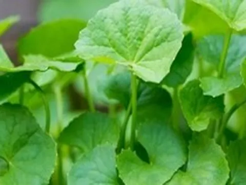 Lời khuyên dành cho những gia đình đang trồng rau má
