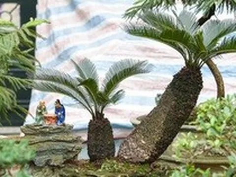 3 cây cảnh 'sống lâu trăm tuổi', 'giữ của' cho gia đình