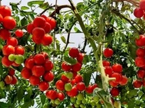 Lời khuyên đến những gia đình đang trồng cây cà chua
