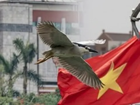 Hà Nội đất lành chim đậu: Chim hoang dã chao liệng săn mồi giữa Hồ Gươm tạo ra khung cảnh hiếm có