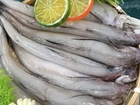Đặc sản biển nổi tiếng của biển, có giá trị dinh dưỡng cao, mang lại nhiều lợi cho sức khỏe