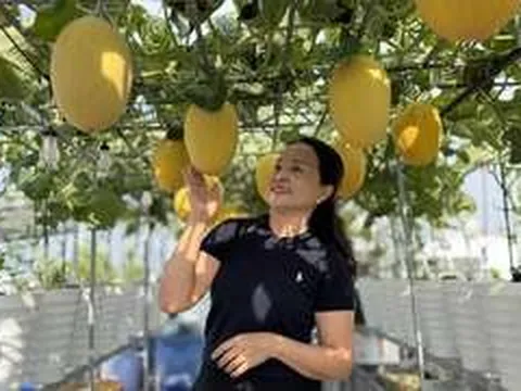 Mê mẩn với khu vườn trên sân thượng, trĩu quả 'ăn quanh năm không hết'