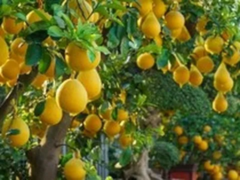 Lời khuyên đến những gia đình đang trồng cây bưởi