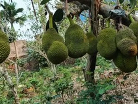 Nhìn sự bất thường trên cây mít vườn nhà, tôi phát hiện ra bí mật của mẹ