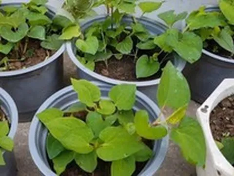 5 lý do vì sao nên trồng 1 chậu rau diếp cá trong nhà