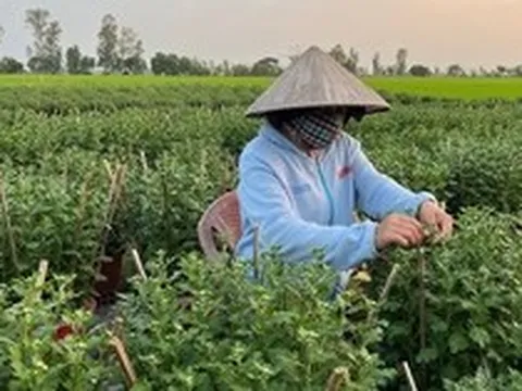 Loài cây tưởng chỉ trưng cho đẹp, ai ngờ còn là thuốc quý được Mỹ đánh giá cao: Người Việt dùng nhiều mà ít biết