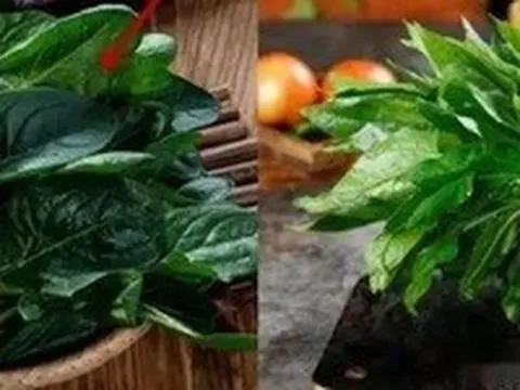 Cải bó xôi vì sao có lúc ngọt, lúc chát?