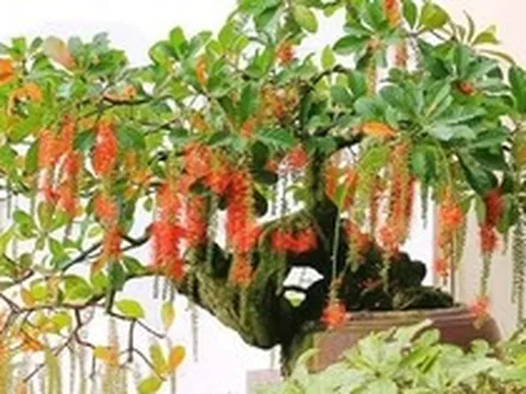 4 cây nhà giàu thích trồng