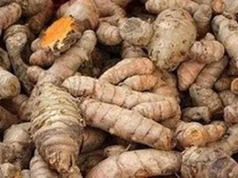 Lời khuyên dành cho những gia đình đang trồng nghệ