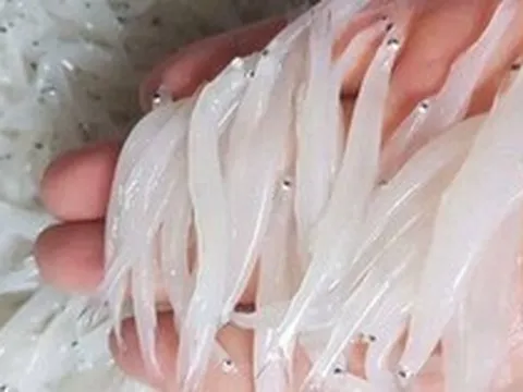 "Ngọc trong nước" độc nhất ở sông Đà, cực bổ dưỡng người già và trẻ nhỏ đều thích