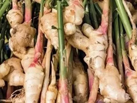 Lời khuyên đến những gia đình đang trồng riềng