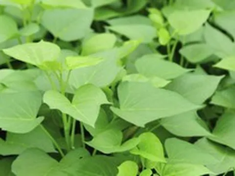 2 điều tuyệt đối nên tránh khi ăn rau lang