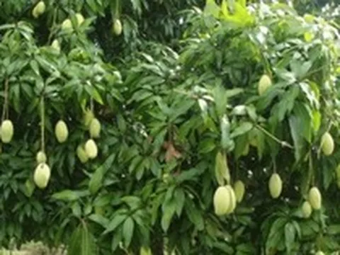 Lời khuyên dành cho những gia đình đang trồng cây xoài