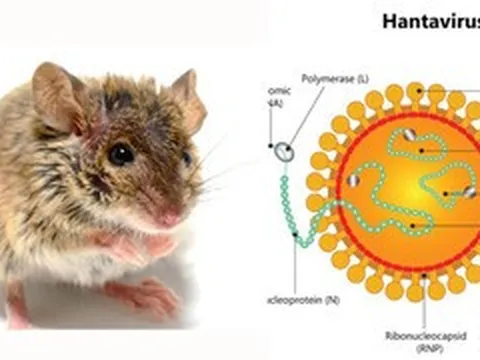 Có thể gây tử vong, virus Hanta ủ bệnh và lây truyền thế nào?