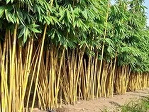 Lời khuyên dành cho những gia đình đang trồng cây tre
