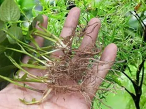 Uống lá đinh lăng, rễ lá lốt, người đàn ông cấp cứu vì không thể đi lại
