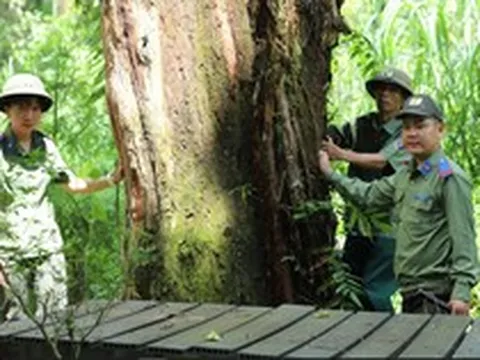 Loại gỗ quý hiếm bậc nhất thế giới khiến giới khoa học tìm cách "cứu": Việt Nam hiện còn 162 cây tự nhiên
