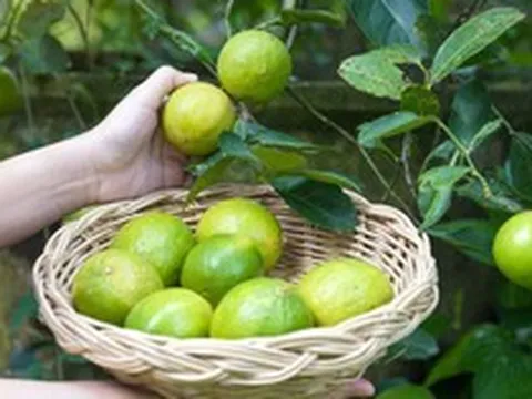 5 lý do vì sao bạn nên trồng 1 cây chanh trong nhà