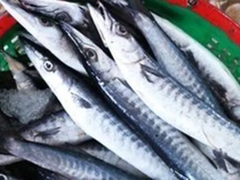 Loại cá nhọn hoắt có tên cực lạ, gây "nghiện" bởi vị đậm tự nhiên hiếm có
