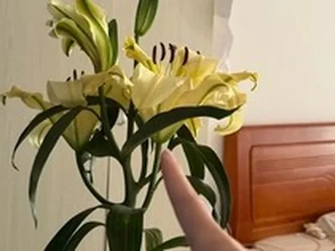Kiểm tra phòng ngủ của bạn: Nếu vẫn giữ 6 món đồ này, giấc ngủ có thể đang “xuống cấp” từng ngày mà bạn không nhận ra