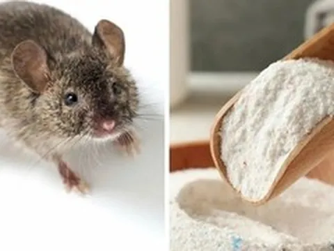 Mẹo đuổi chuột bằng bột giặt