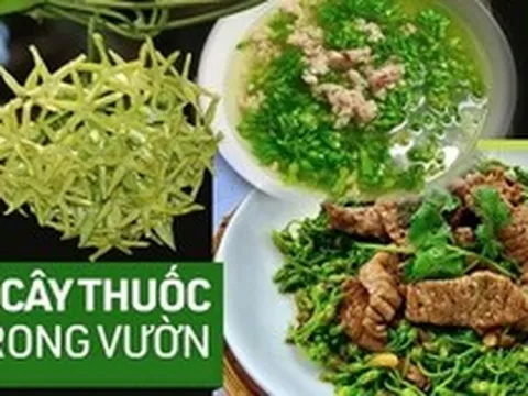 "Thần dược" mùa hè: Loại hoa vừa làm rau ngon, vừa là bài thuốc ngủ tự nhiên cho cả nhà