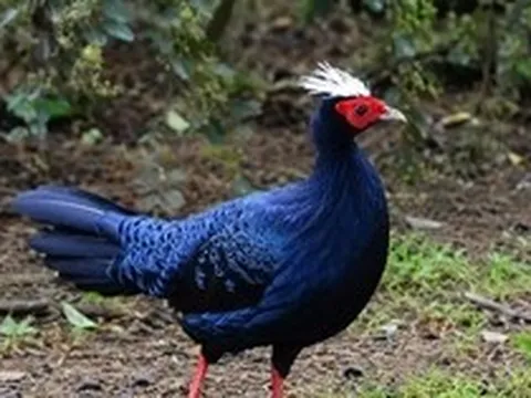 30 năm sau phát hiện chấn động, Huế sắp tái thả loài chim đặc hữu quý hiếm