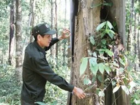 Loại gỗ quý hiếm bậc nhất Việt Nam: Từng được định giá 500 triệu đồng/m³, hiện rất khó gặp trong tự nhiên